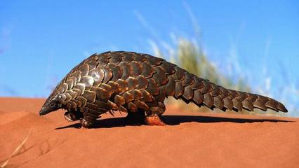 穿山甲能當寵物養嗎？東西方飼養觀念的差異