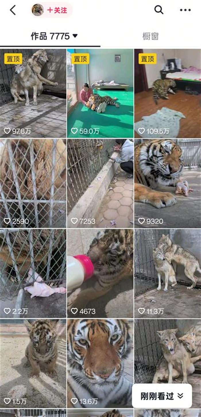 狼為何見飼養員躲墻角發抖？動物專家揭秘氣味與信任的博弈