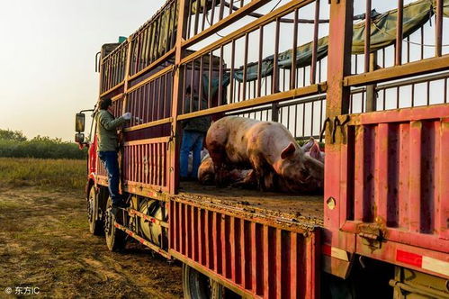 泔水喂豬不可取，科學飼料保安全