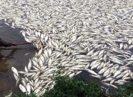 成也殺蟲，敗也殺蟲 水產養殖中寄生蟲重在預防