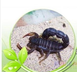 桓臺蝎子養殖指南 價格、型號規格與飼養要點