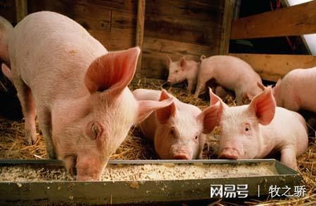 豬場保健養大于防、防大于治的科學理念解析