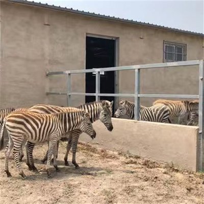 動物園景區斑馬展覽 條紋馬養殖基地的飼養藝術