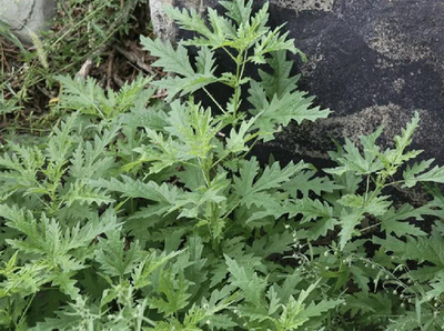 【創(chuàng)新內(nèi)蒙古】科研突破 麻葉蕁麻飼料添加顯著提升羊肉營(yíng)養(yǎng)品質(zhì)