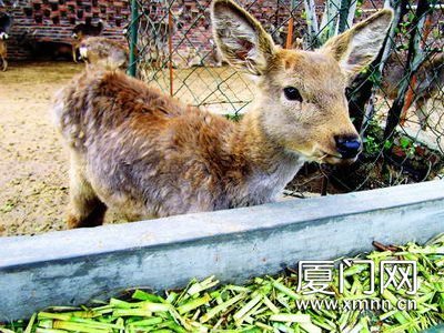 梅花鹿南遷記 廈門(mén)冬季的冷水浴與適應(yīng)性飼養(yǎng)管理