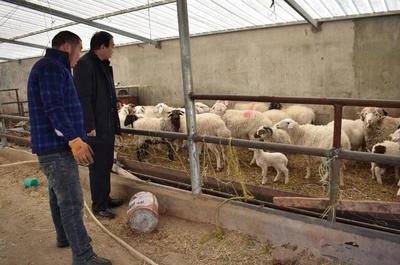 大通縣農(nóng)業(yè)農(nóng)村局 筑牢防疫保供雙防線(xiàn)，保障畜牧業(yè)生產(chǎn)平穩(wěn)有序