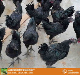 永城市高莊鎮(zhèn)珍寶特種養(yǎng)殖廠(chǎng) 火雞與鴕鳥(niǎo)的孵化養(yǎng)殖及一體化飼料生產(chǎn)體系